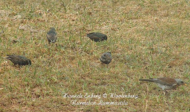 sturnus vulgaris, kottaraiset ja turdus pilaris, räkättirastas