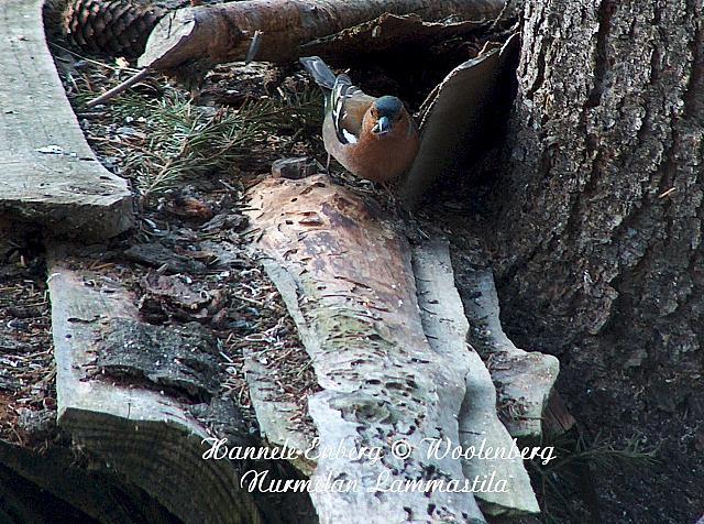 web_bird_14