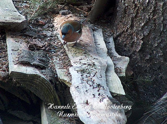 web_bird_14a