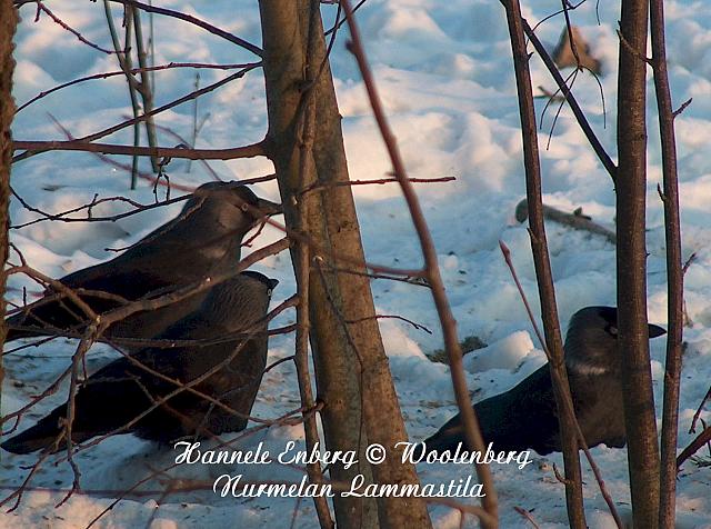 web_bird_17a