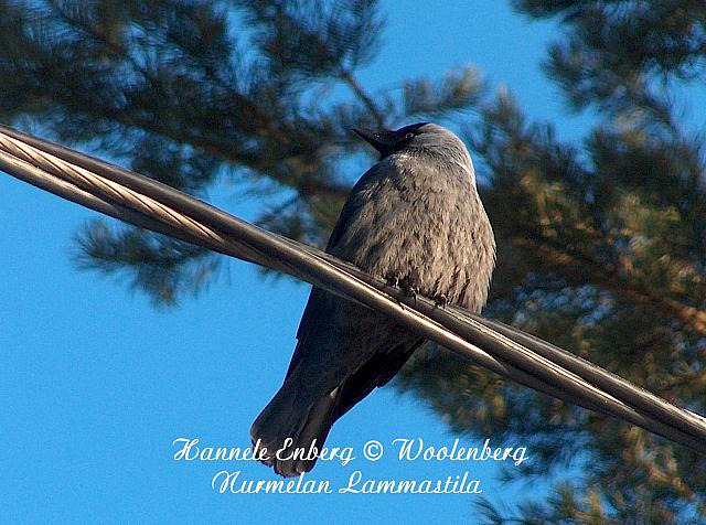 web_bird_17c