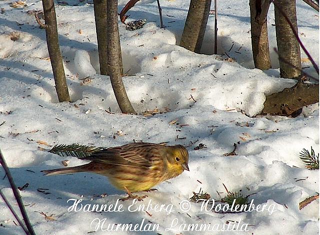 emberiza citrinella, keltasirkku