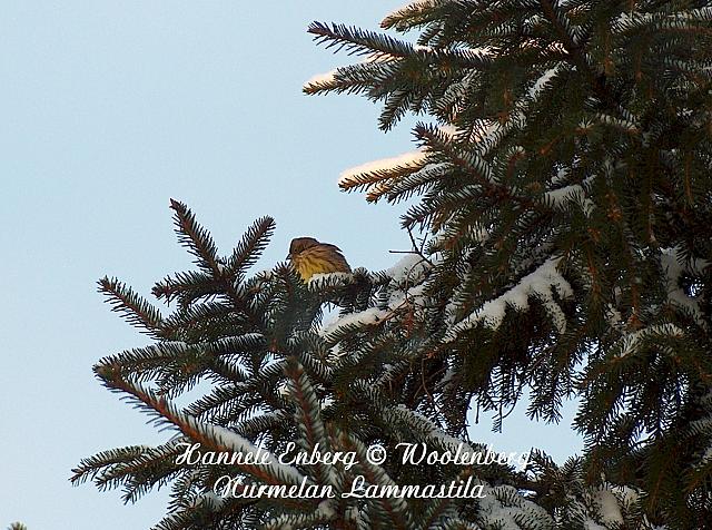 emberiza citrinella, keltasirkku