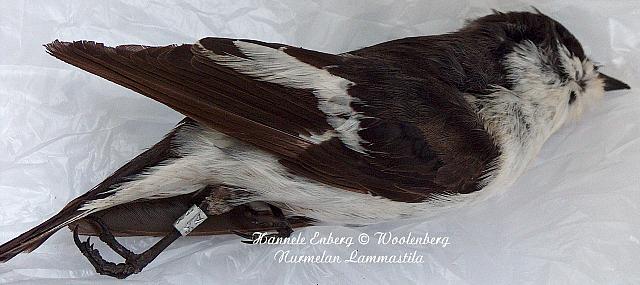 ficedula hypoleuca, kirjosieppo