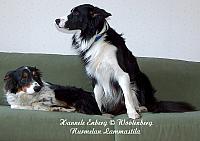 BorderCollie