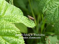 Other insects