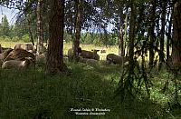 metsassa