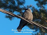 web_bird_17c