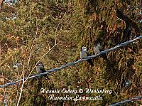web_bird_17h