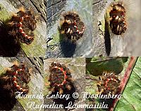 acronicta rumicis, pilkkuiltayökkönen, toukka