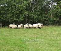 Rams