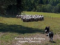 BorderCollie at work