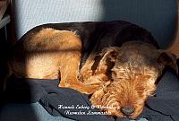 Welsh Terrier